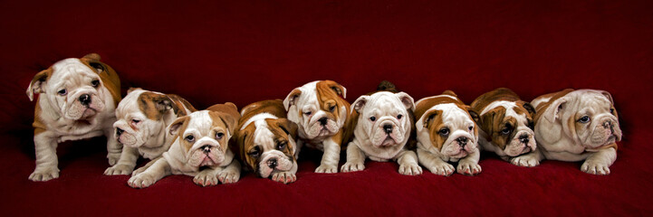 English bulldog puppies
