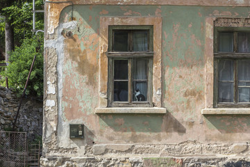 Katze am Fenster