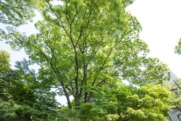 新緑の葉っぱと木々