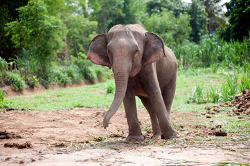 Fototapeta na wymiar Asian elephant baby dance is joyfully.