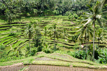 Fototapeta na wymiar Padi Terrace, Bali, Indonesia