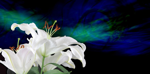 Pure White Lilies Traditional for Fertility 