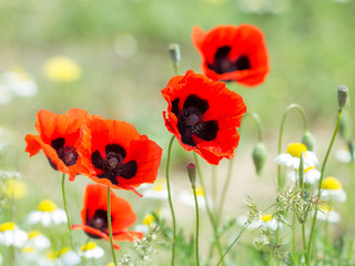 red poppy flowers on the field with camomile