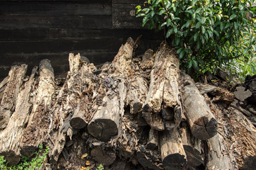 Rotten mangrove wood - Nature perfection, rotten wood broken into pieces