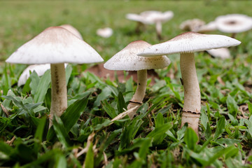 Wild Mushroom growing at backyard grass, Amanita Rubescens - Wild Mushroom With Shallow DOF