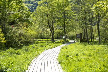 新緑の箱根・仙石原