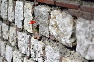 stone walls went through the flowers