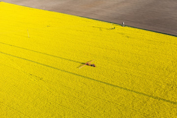 aerial view of yellow  rape harvest fields with tractor