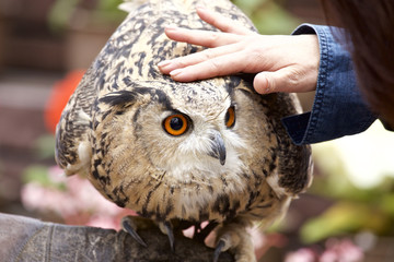 Reward to an owl.
