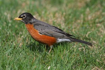 American Robin (Turdus migratorius)