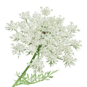 Queen Anne's Lace or Wild carrot flower on white background