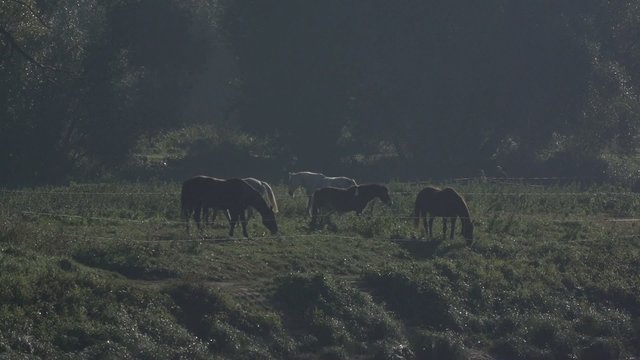 Pferde auf der Weide in Zeitlupe, Slow Motion in Dresden
