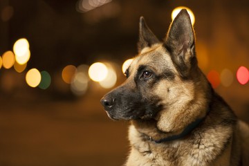 German Shepherd portrait.