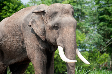 Asian Elephant in the lush green grass.