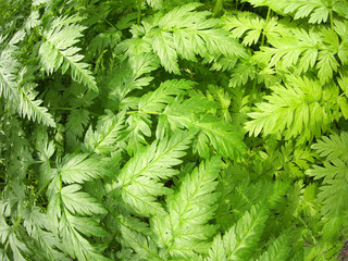 Plant Aegopodium Podagraria