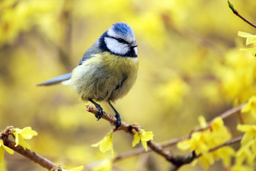 Blue tit sitting on the branch of an ordinary forsythia.