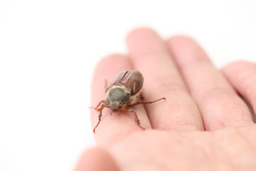 maybug