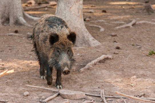 Wildschwein_Wald
