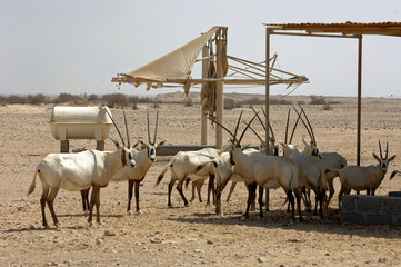 bahrein antilopes