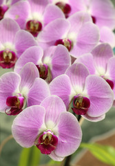 beautiful blooming orchid in spring