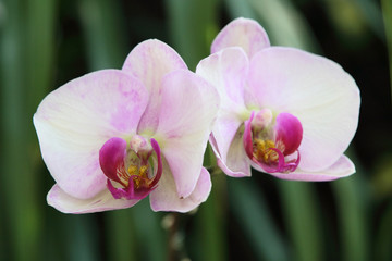beautiful blooming orchid in spring