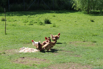Galline