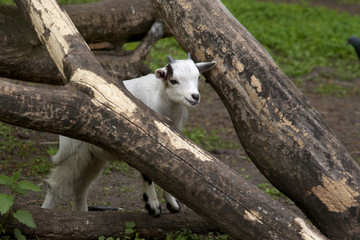koza © Henryk Olszewski