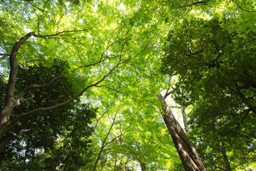 新緑の葉っぱと木々