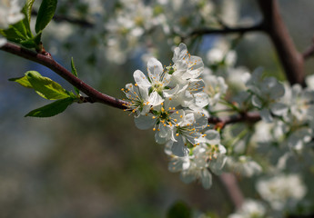 Spring Cherry Orchard	
