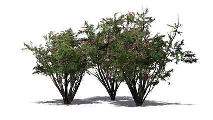 Crape Myrtle - tree cluster on white background 
