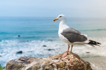 Seagull and the Ocean