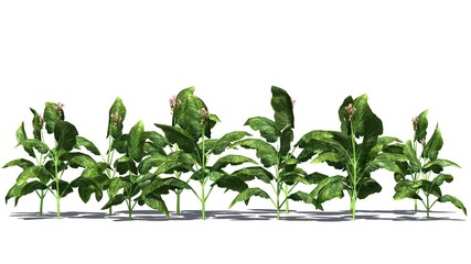 tabacco plants - isolated on white background