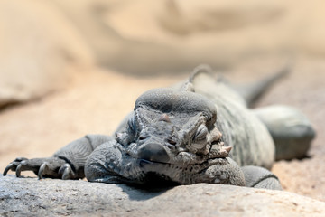 Rhinoceros iguana (Cyclura cornuta)