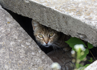Stray cat peeking from the slit