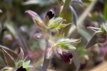 Medical plant and flowers