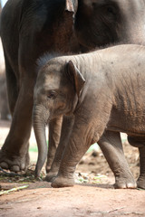 Relationship Thai Elephant calf and mom.