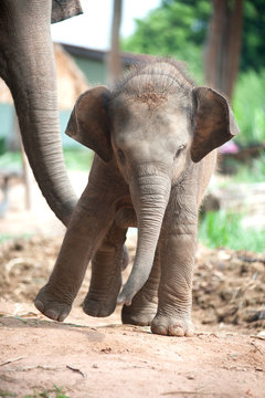 Fototapeta Relationship Thai Elephant calf and mom.