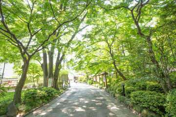 新緑の葉っぱと木々