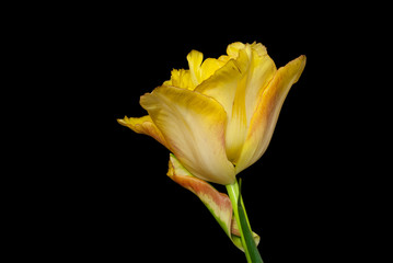 Yellow tulip in black background