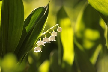 Obraz premium Lily of the valley at dawn