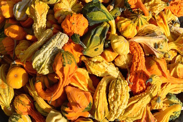 A lots of gourds pumpkins