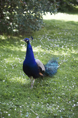 Fototapeta premium Blue peacock in the garden