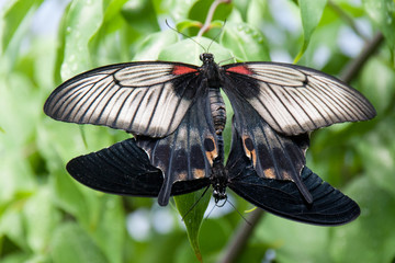 Schmetterling