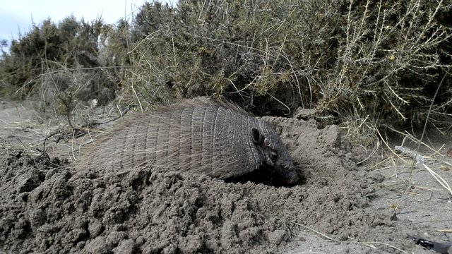 armadillo close up portrait in patagonia