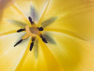 macro of yellow tulip flower