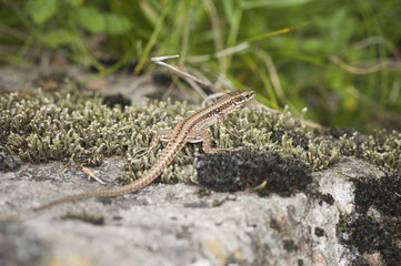 small lizard full frame