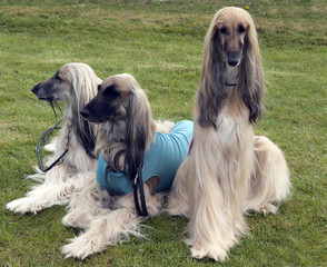 Afghane; Afghanischer; Windhund; Hund;