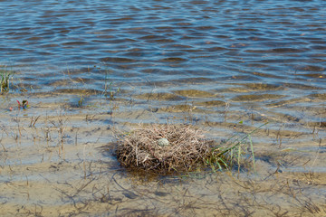 Black-winged Stilt nest