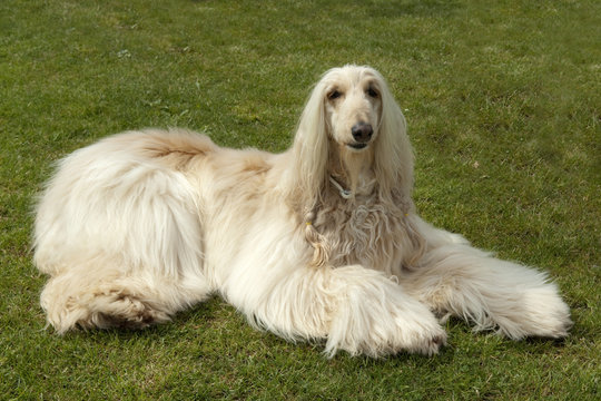 Afghane; Afghanischer; Windhund; Hund;