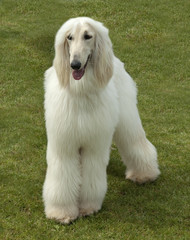 Afghane; Afghanischer; Windhund; Hund;